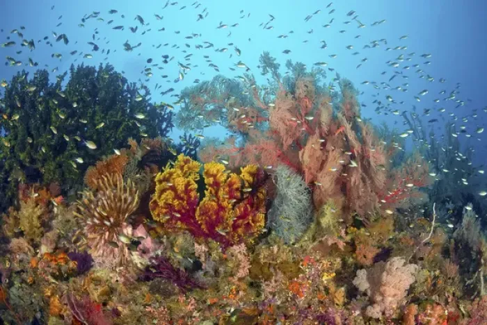 Framed Print : Indonesia, Papua, Raja Ampat, Misool. Scenic of diverse reef life Framed Print : Indonesia, Papua, Raja Ampat, Misool. Scenic of diverse reef life