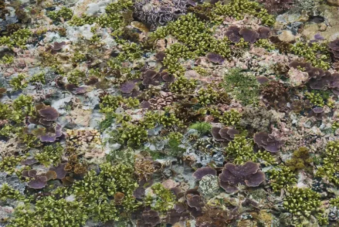 Framed Print : Indonesia, Papua, Raja Ampat. This photo was taken at very low tide. The corals Framed Print : Indonesia, Papua, Raja Ampat. This photo was taken at very low tide. The corals