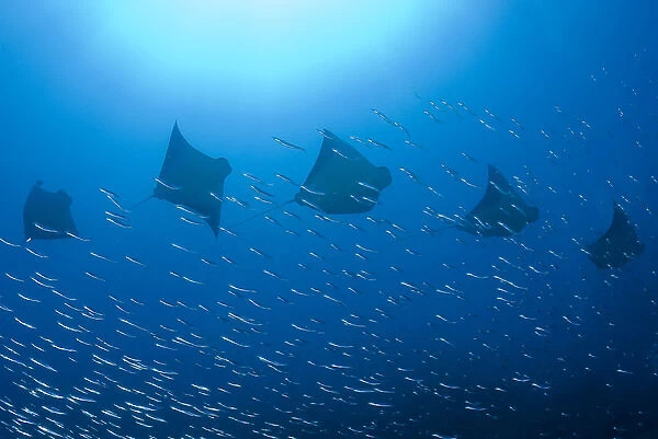 Indonesia, Papua, Raja Ampat. Five rays swim past baitfish