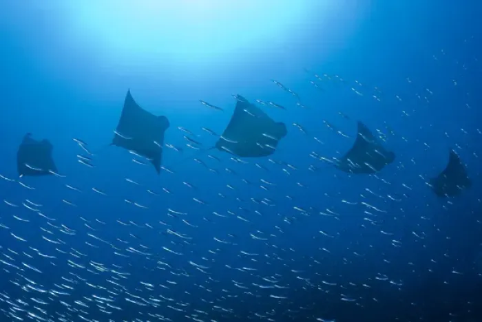 Framed Print : Indonesia, Papua, Raja Ampat. Five rays swim past baitfish