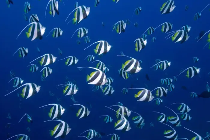Framed Print : Indonesia, Papua, Raja Ampat. Schooling bannerfish Framed Print : Indonesia, Papua, Raja Ampat. Schooling bannerfish