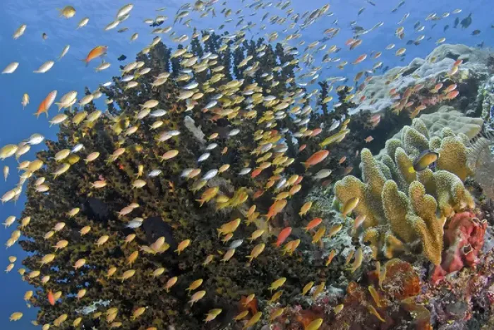 Framed Print : Indonesia, Papua, Raja Ampat. Schooling fish swim past reef corals Framed Print : Indonesia, Papua, Raja Ampat. Schooling fish swim past reef corals