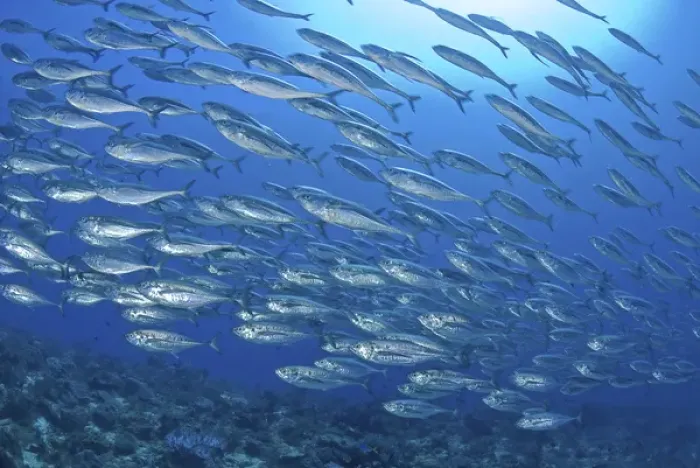 Framed Print : Indonesia, Papua, Raja Ampat. Schooling scad fish, tuna look-alikes
