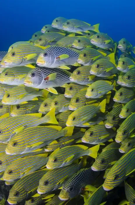 Framed Print : Indonesia, Papua, Raja Ampat. Schooling swetlips fish
