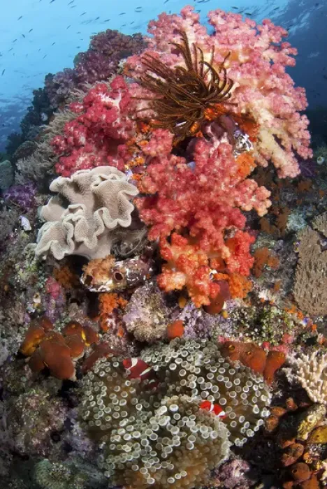 Framed Print : Indonesia, Papua, Raja Ampat, SE Misool. Underwater scenic of fish and coral. Credit as Framed Print : Indonesia, Papua, Raja Ampat, SE Misool. Underwater scenic of fish and coral. Credit as