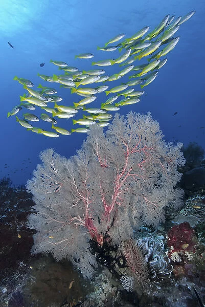 Indonesia, Papua, Raja Ampat, SE Misool. Underwater scenic of fish and coral. Credit as