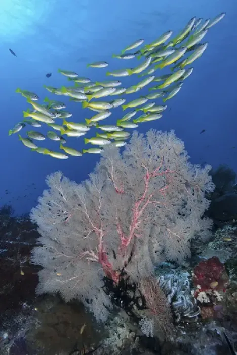 Framed Print : Indonesia, Papua, Raja Ampat, SE Misool. Underwater scenic of fish and coral. Credit as