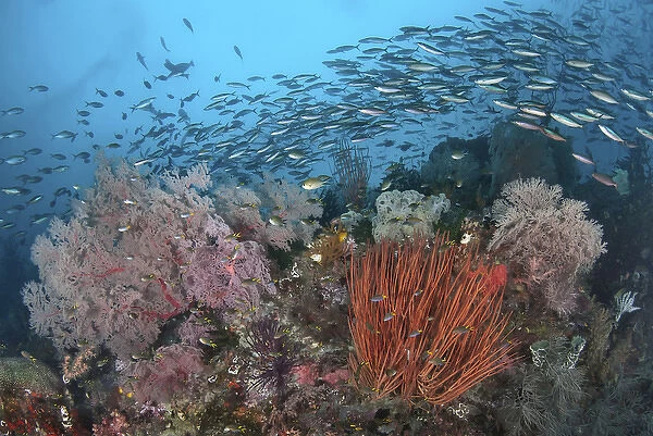Indonesia, Papua, Raja Ampat, SE Misool. Underwater scenic of fish and coral. Credit as