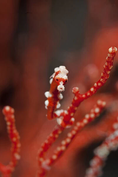 Indonesia, Papua, Raja Ampat. Seahorse turns color of surrounding coral. Credit as
