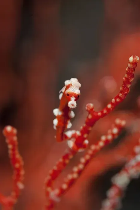 Framed Print : Indonesia, Papua, Raja Ampat. Seahorse turns color of surrounding coral. Credit as