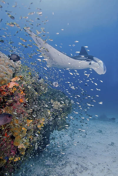 Indonesia, Papua, Raja Ampat. Underwater scenic of manta ray, fish and coral. Credit as