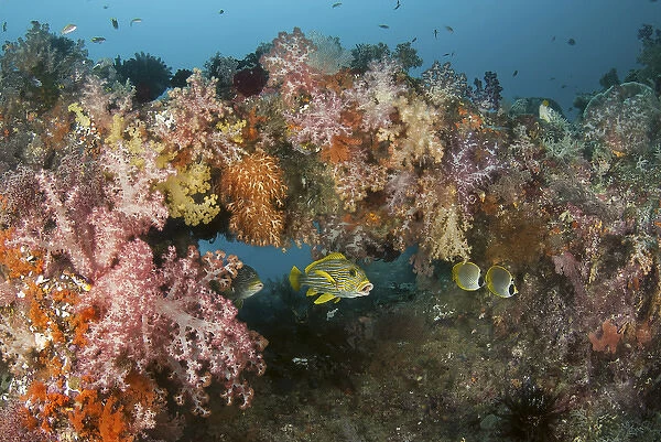Indonesia, Papua, Raja Ampat. Underwater scenic of fish and coral