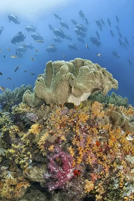 Framed Print : Indonesia, Papua, Raja Ampat. Underwater scenic of fish and coral Framed Print : Indonesia, Papua, Raja Ampat. Underwater scenic of fish and coral
