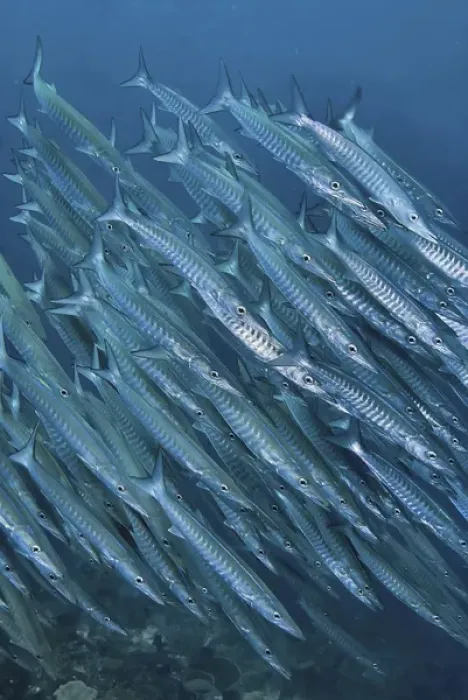 Framed Print : Indonesia, Papua, Raja Ampat. Underwater scenic of schooling barracuda. Credit as