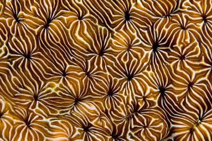 Framed Print : Indonesia, Raja Ampat. Abstract view of hard coral Framed Print : Indonesia, Raja Ampat. Abstract view of hard coral