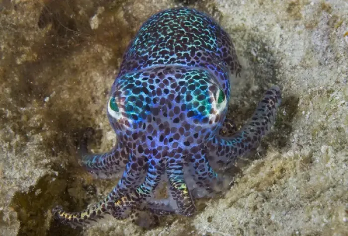 Framed Print : Indonesia, Raja Ampat, Aljui Bay. Close-up of nocturnal bobtail squid. Credit as Framed Print : Indonesia, Raja Ampat, Aljui Bay. Close-up of nocturnal bobtail squid. Credit as