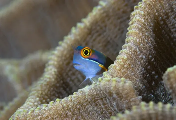 Framed Print : Indonesia, Raja Ampat. A blenny fish pokes its head out of a coral Framed Print : Indonesia, Raja Ampat. A blenny fish pokes its head out of a coral