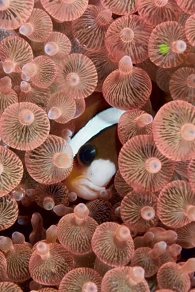 Indonesia, Raja Ampat. A Clarks anemonefish peeks out from anemone tentacles