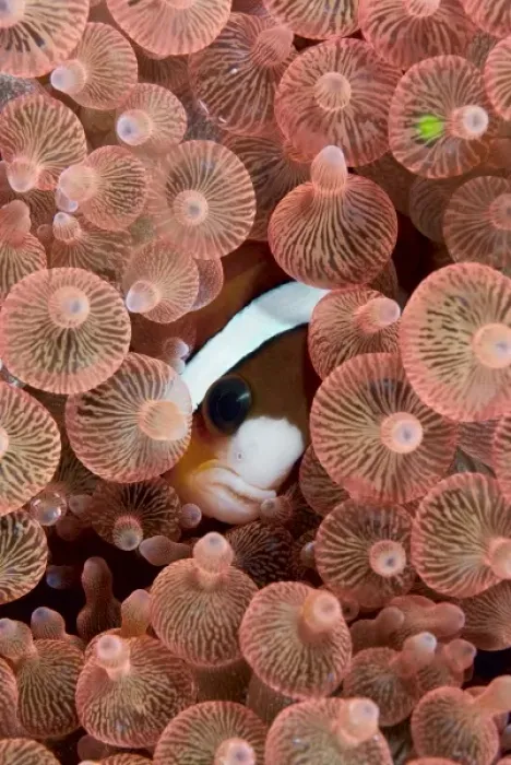Framed Print : Indonesia, Raja Ampat. A Clarks anemonefish peeks out from anemone tentacles