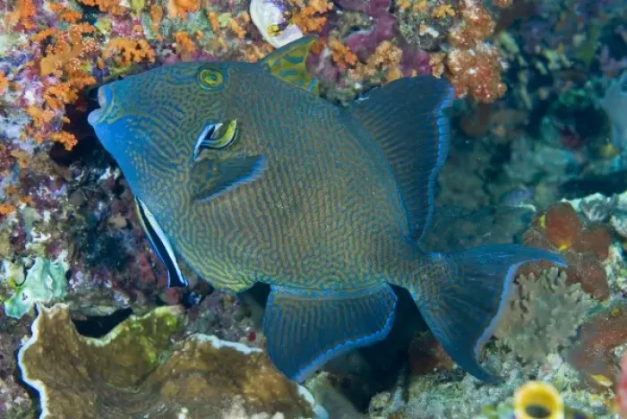Framed Print : Indonesia, Raja Ampat. Cleaner wrasse fish on coral reef Framed Print : Indonesia, Raja Ampat. Cleaner wrasse fish on coral reef