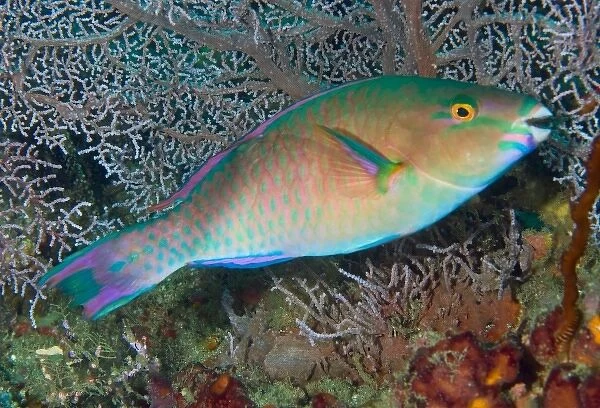 Indonesia, Raja Ampat. Close-up of chameleon parrotfish