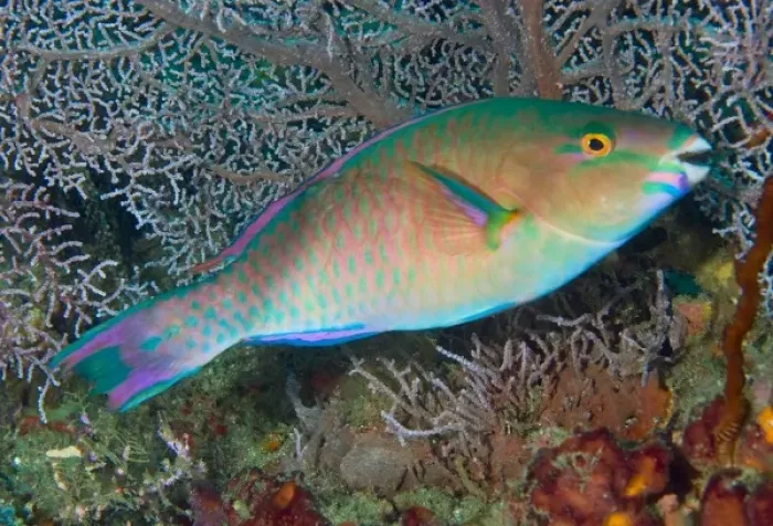 Framed Print : Indonesia, Raja Ampat. Close-up of chameleon parrotfish