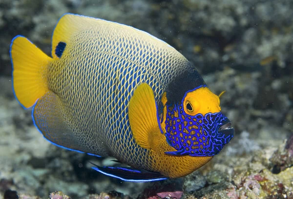 Indonesia, Raja Ampat. Close-up of colorful emperor angelfish