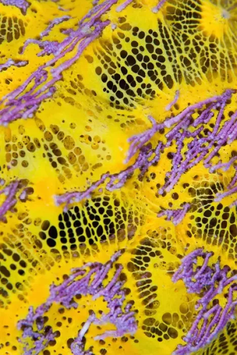 Framed Print : Indonesia, Raja Ampat. Close-up of colorful sponge marine life Framed Print : Indonesia, Raja Ampat. Close-up of colorful sponge marine life
