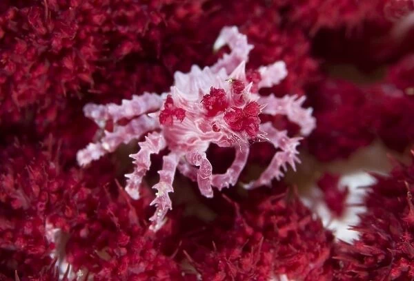 Indonesia, Raja Ampat. Close-up of decorator crab that lives commensally with soft corals