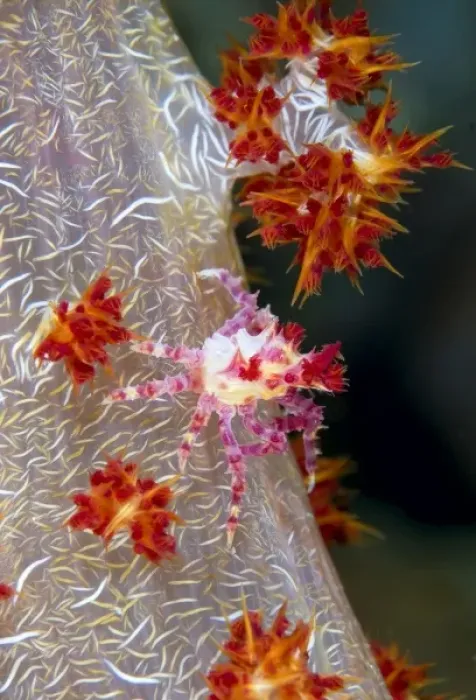 Framed Print : Indonesia, Raja Ampat. Close-up of decorator crab that matches its color to its host soft coral