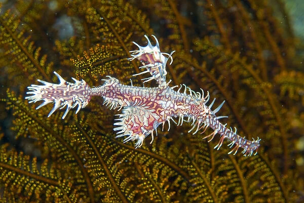 Indonesia, Raja Ampat. Close-up of ghost pipefish that can change its color and skin texture