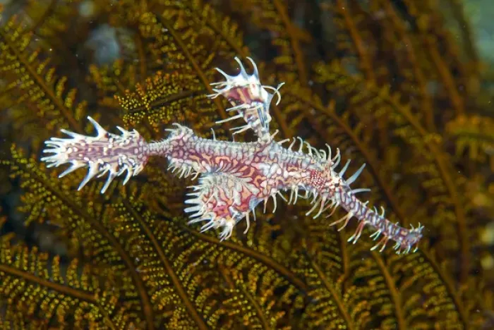 Framed Print : Indonesia, Raja Ampat. Close-up of ghost pipefish that can change its color and skin texture