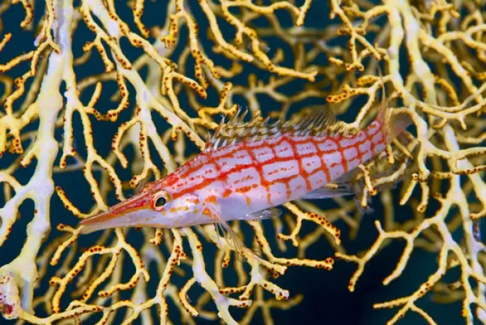 Framed Print : Indonesia, Raja Ampat. Close-up of hawkfish amid sea fan