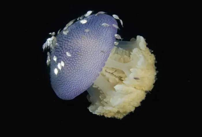 Framed Print : Indonesia, Raja Ampat. Close-up of jellyfish and juvenile trevally fish seeking shelter Framed Print : Indonesia, Raja Ampat. Close-up of jellyfish and juvenile trevally fish seeking shelter