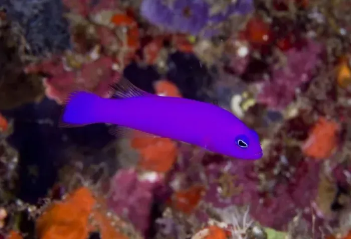 Framed Print : Indonesia, Raja Ampat. Close-up of a magenta dottyback fish Framed Print : Indonesia, Raja Ampat. Close-up of a magenta dottyback fish