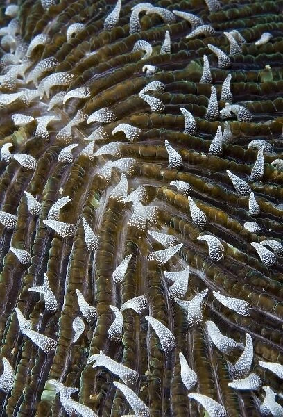 Indonesia, Raja Ampat. Close-up of mushroom coral