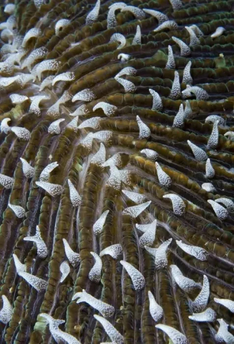 Framed Print : Indonesia, Raja Ampat. Close-up of mushroom coral Framed Print : Indonesia, Raja Ampat. Close-up of mushroom coral
