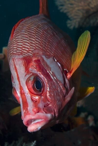 Indonesia, Raja Ampat. Close-up of squirrelfish