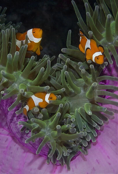 Indonesia, Raja Ampat. Three clownfish swim among anemone tentacles for protection