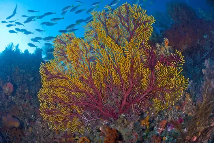 Framed Print : Indonesia, Raja Ampat. Colorful sea fan or gorgonian coral Framed Print : Indonesia, Raja Ampat. Colorful sea fan or gorgonian coral