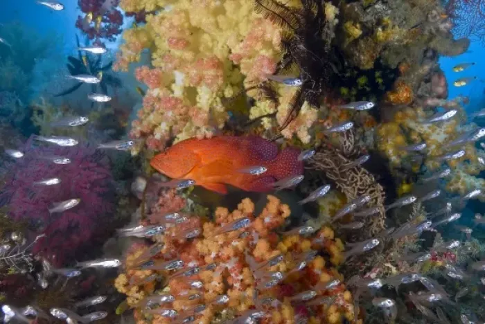 Framed Print : Indonesia, Raja Ampat. A coral trout fish and schooling glassfish swim past coral Framed Print : Indonesia, Raja Ampat. A coral trout fish and schooling glassfish swim past coral