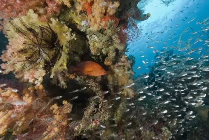 Framed Print : Indonesia, Raja Ampat. A coral trout fish and schooling glassfish swim past coral Framed Print : Indonesia, Raja Ampat. A coral trout fish and schooling glassfish swim past coral