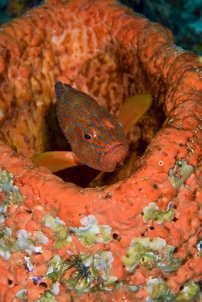 Indonesia, Raja Ampat. A coral trout hides with a coral