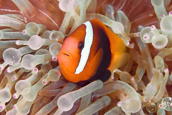 Indonesia, Raja Ampat. A dusky anemonefish swims among poisonous tentacles fro protection