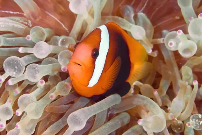 Framed Print : Indonesia, Raja Ampat. A dusky anemonefish swims among poisonous tentacles fro protection