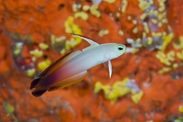 Indonesia, Raja Ampat. A fire goby swims past coral