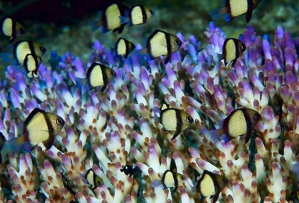 Indonesia, Raja Ampat. Humbug fish seek protection within the branches of an acropora coral colony