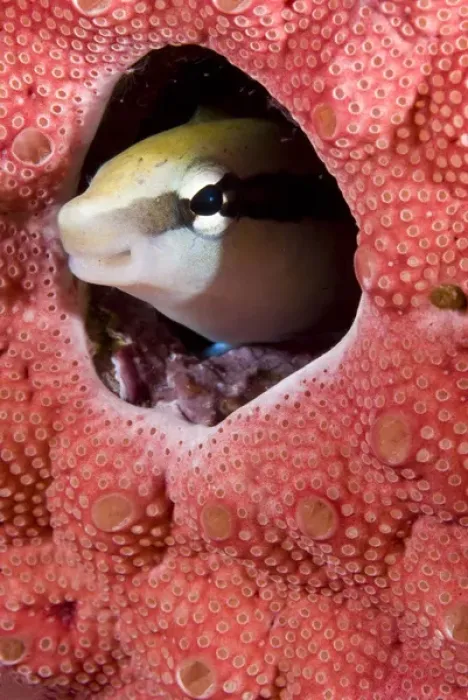 Framed Print : Indonesia, Raja Ampat. Lance blenny fish peers out of hole in coral Framed Print : Indonesia, Raja Ampat. Lance blenny fish peers out of hole in coral