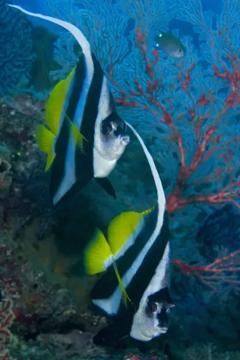 Framed Print : Indonesia, Raja Ampat. Two longfin bannerfish next to sea fan coral Framed Print : Indonesia, Raja Ampat. Two longfin bannerfish next to sea fan coral