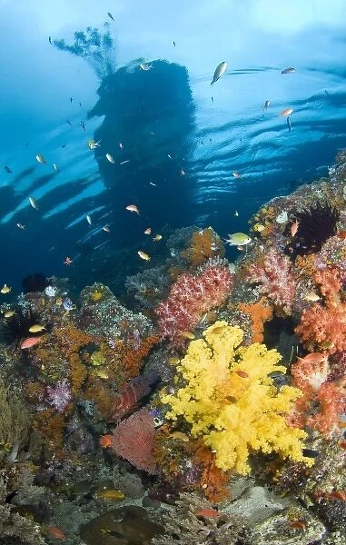 Indonesia, Raja Ampat, Misool, Boo Islands. Above-water island seen from underwater reef